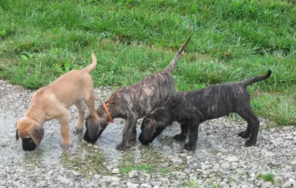 hilltop great danes