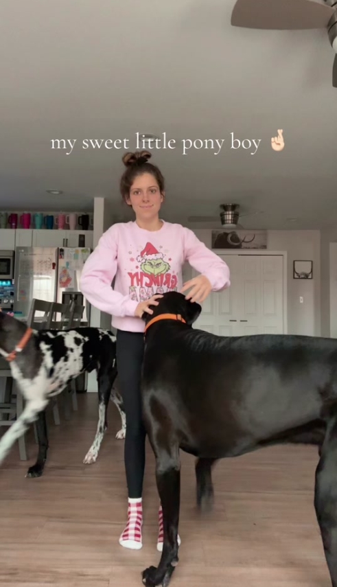 great dane tiktok