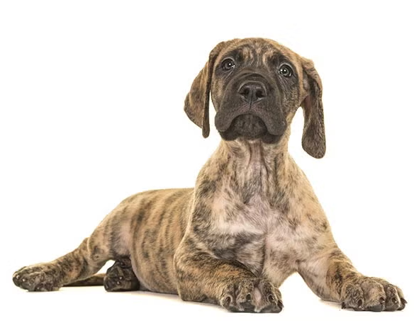 jual great dane
