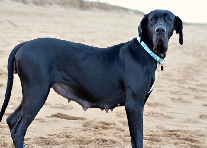 great danes of burns