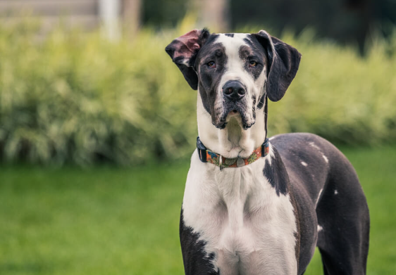 king great dane