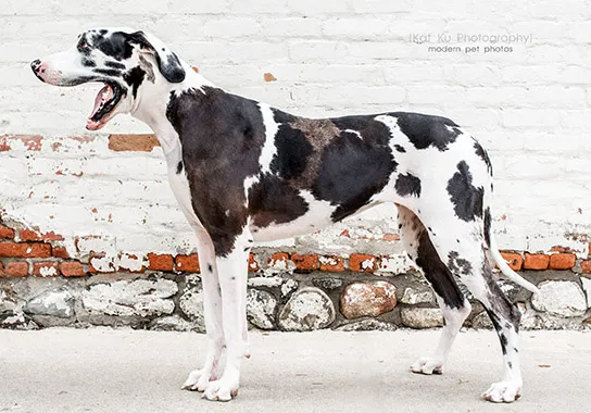 lady darla great dane