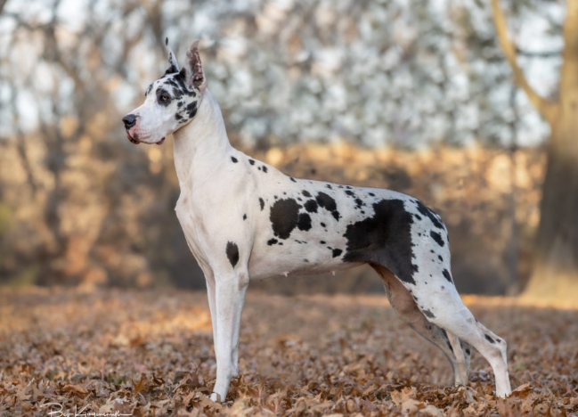 mantle merle great dane