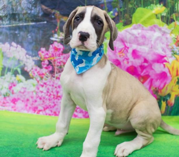 mismarked mantle great dane