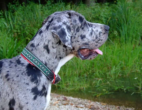 merle great dane price