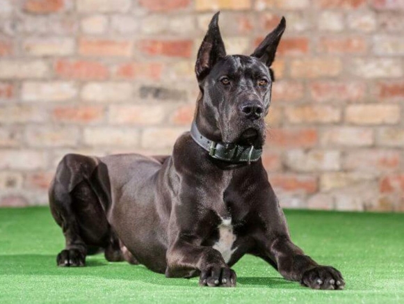 great dane is a guard dog