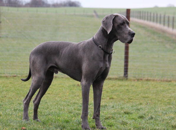 greden dog price