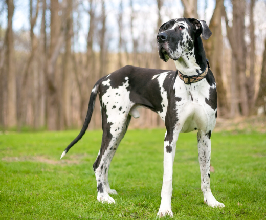 harlequin european great dane