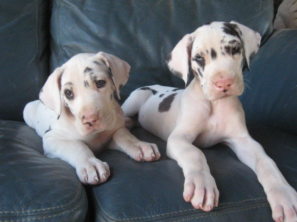 harlequin dog price