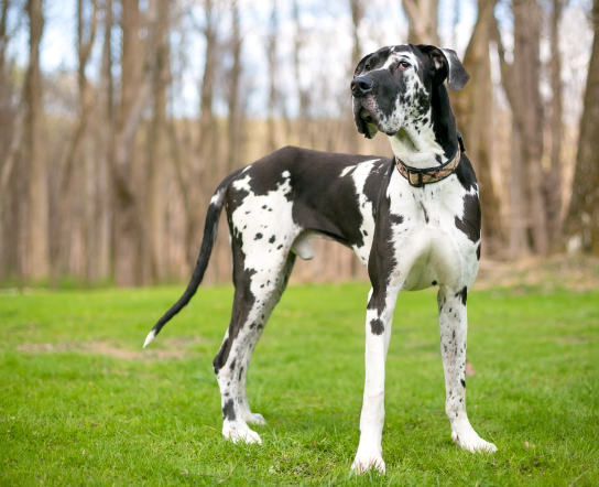 harlequin dog