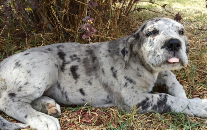 merlequin dane