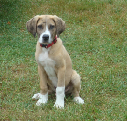 st dane puppies