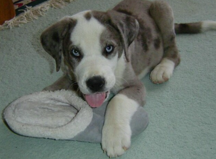 saint dane puppies