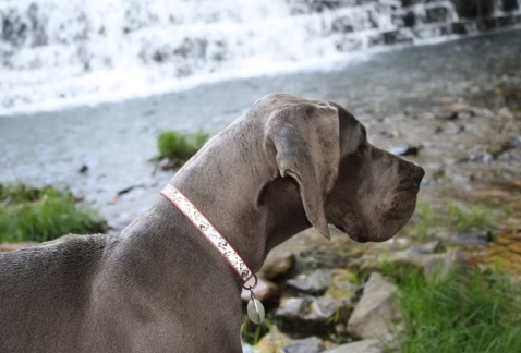 wild blue danes