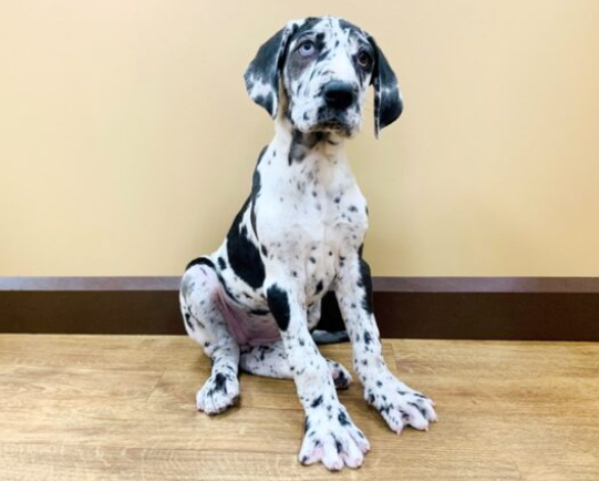spotted great dane puppy