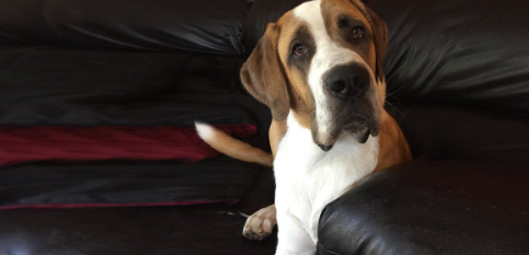saint dane dogs