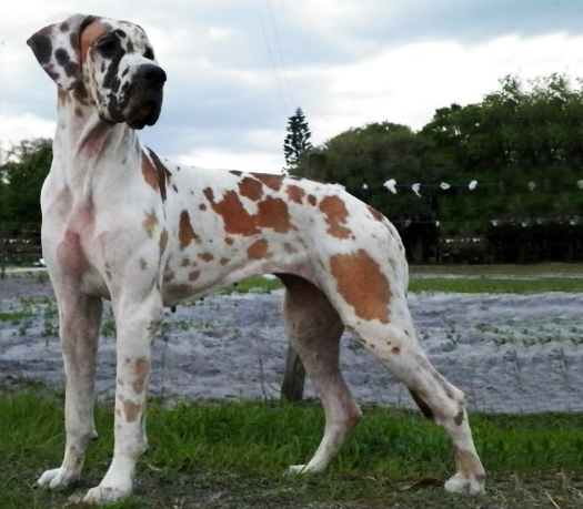 white and brown great dane
