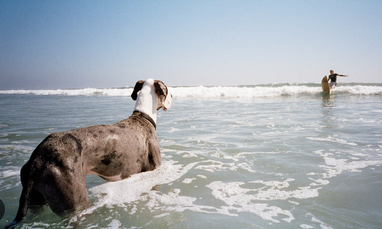 seacoast great danes