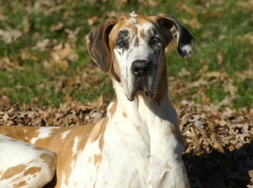 sable great dane
