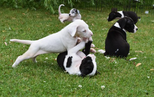 vulpine great danes
