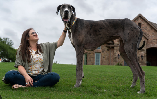 the biggest great dane