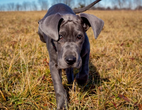 teacup great dane