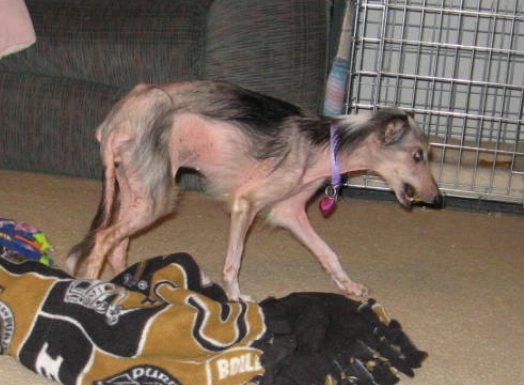 the great dane lady