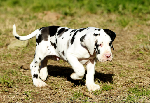 white great dane puppy