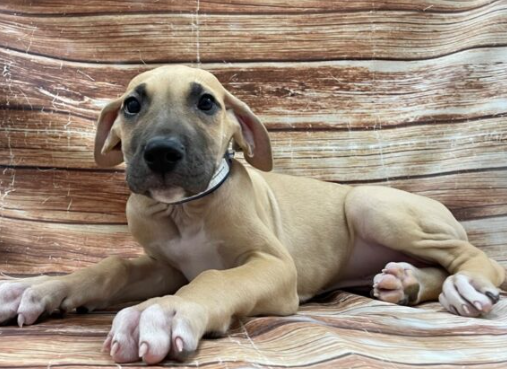 tan great dane puppy