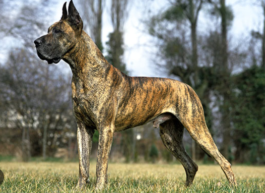 the great dane dog price