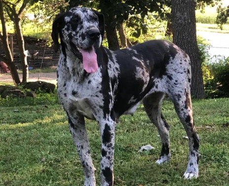 t and e great danes