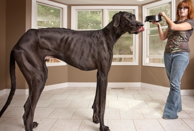 oldest great dane on record