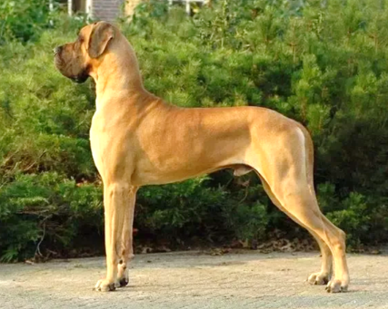 yellow great dane