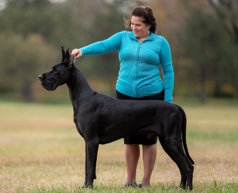 velocity great danes
