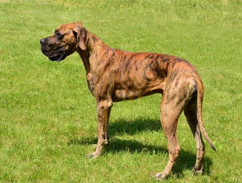 underweight great dane