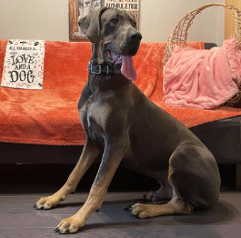 tan point great dane