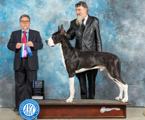 rose great danes