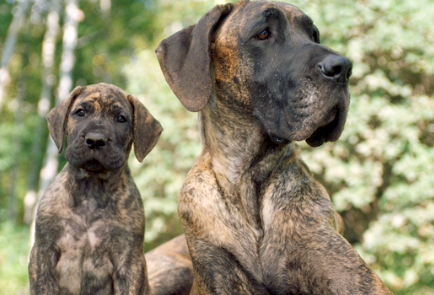 rauschʼs great danes