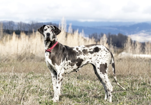 pure great dane