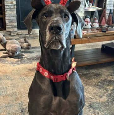 penrose great danes