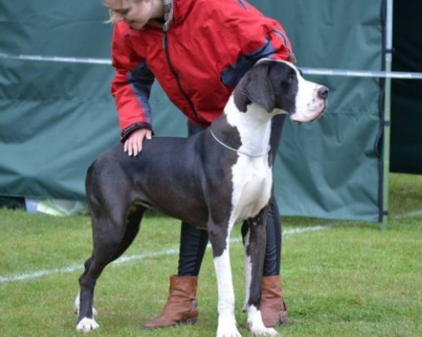 oreo great dane