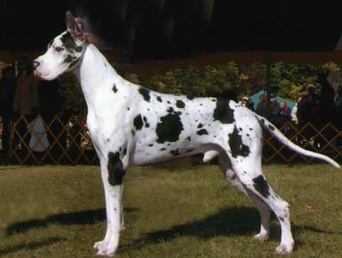 piebald great dane