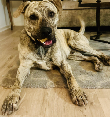 onyx brindle great dane