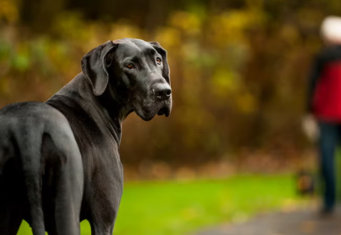 old great dane