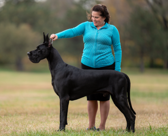 pure black great dane