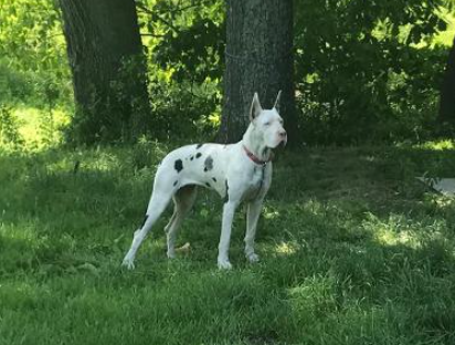 quarter creek danes