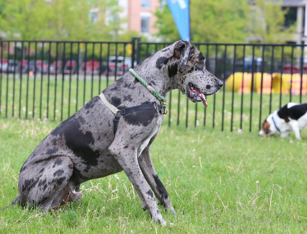 rare great dane