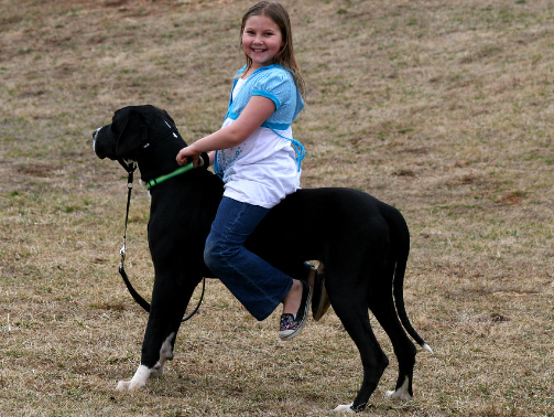 riding a great dane