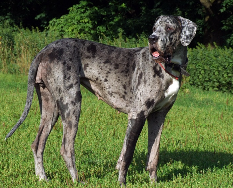speckled great dane