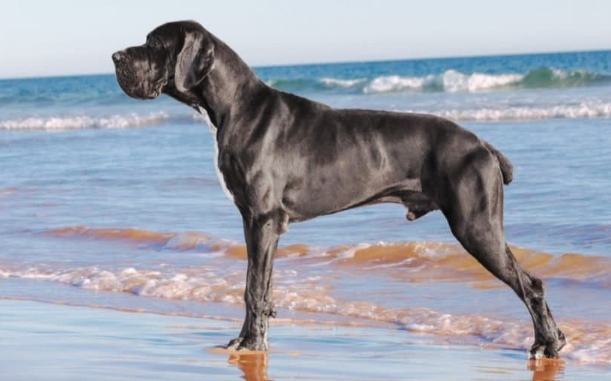 ocean blue danes
